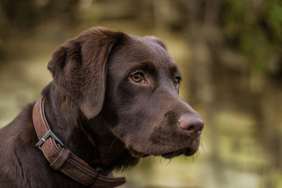 FELLWECHSEL BEIM HUND – Monate, Ursachen und wie du deinen Hund richtig unterstützt