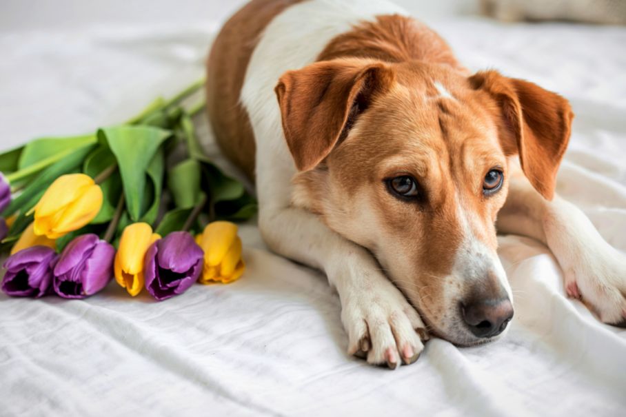 FRÜHLINGSSPAZIERGÄNGE MIT DEINEM HUND – 7 Dinge, auf die du jetzt achten solltest