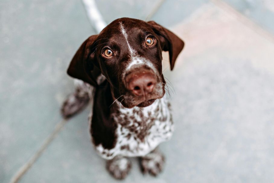 DIE WELT MIT DER NASE - Warum Hunde so viel schnuppern