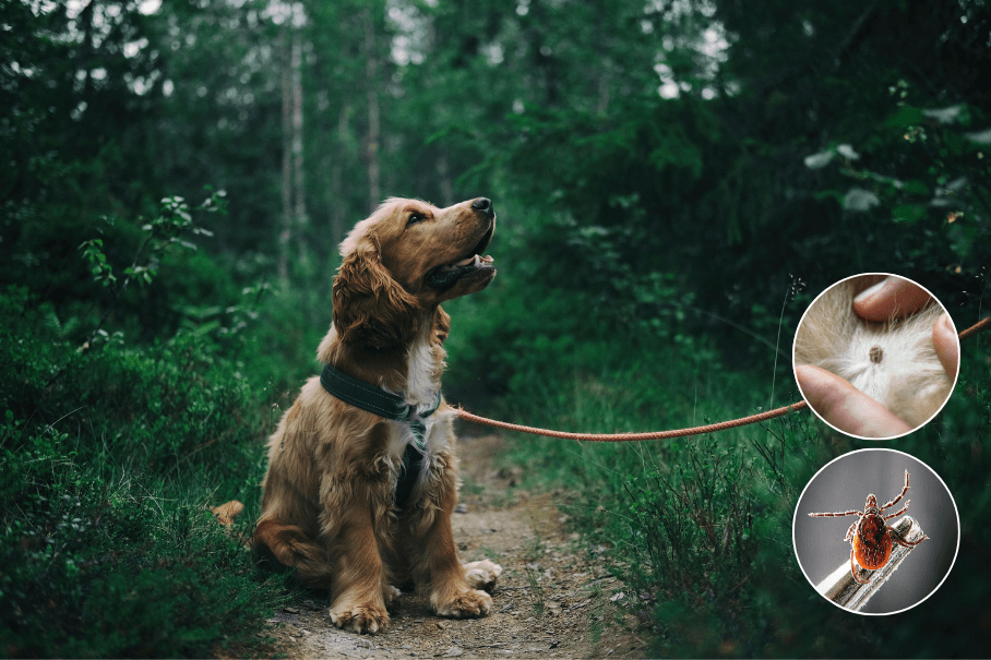 ZECKEN BEI HUNDEN - Gefahr, Schutz und richtiges Handeln