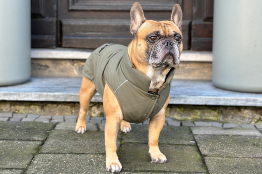 BRAUCHT MEIN HUND EINEN MANTEL? Alles, was du wissen musst.