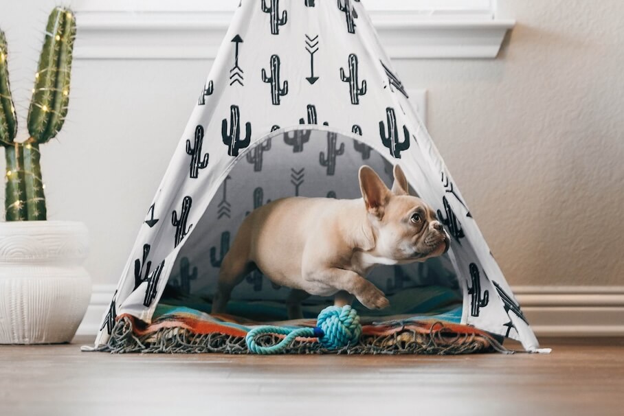 Erstausstattung für meinen Hund.