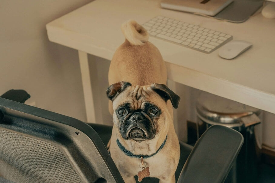 Hund im Büro. Kann ich meinen Hund mit ins Büro nehmen?