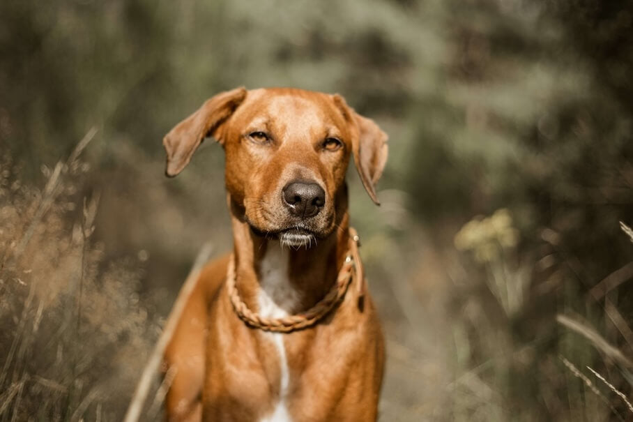 RHODESIAN RIDGEBACK - Ein Majestätischer Begleiter aus Afrika