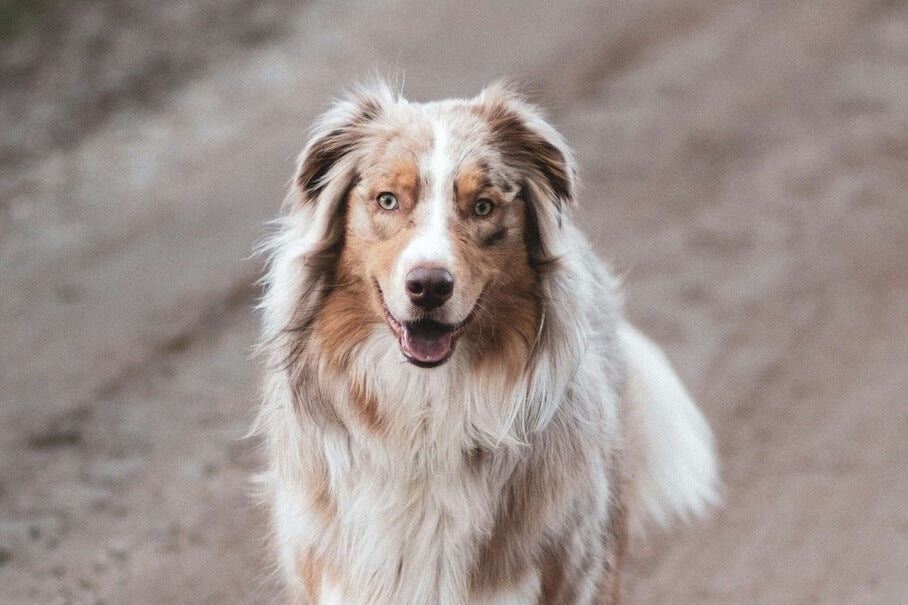 AUSTRALIAN SHEPHERD - Ein lebhafter und intelligenter Begleiter