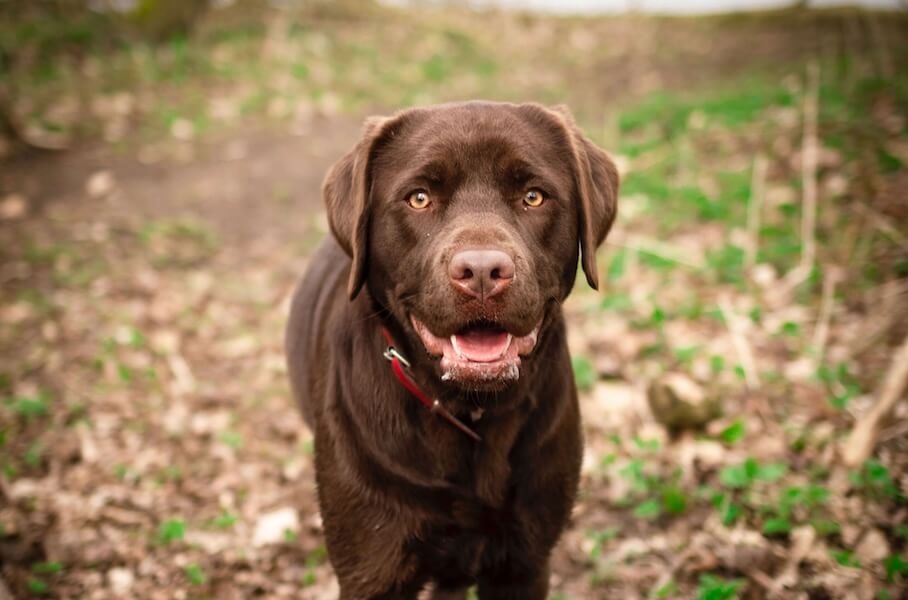 LABRADOR RETRIEVER - Ein treuer Begleiter mit einem sanften Herzen