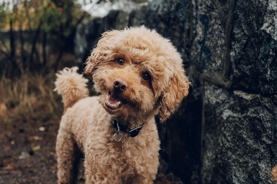 PUDEL - Eleganz und Intelligenz in einer Rasse