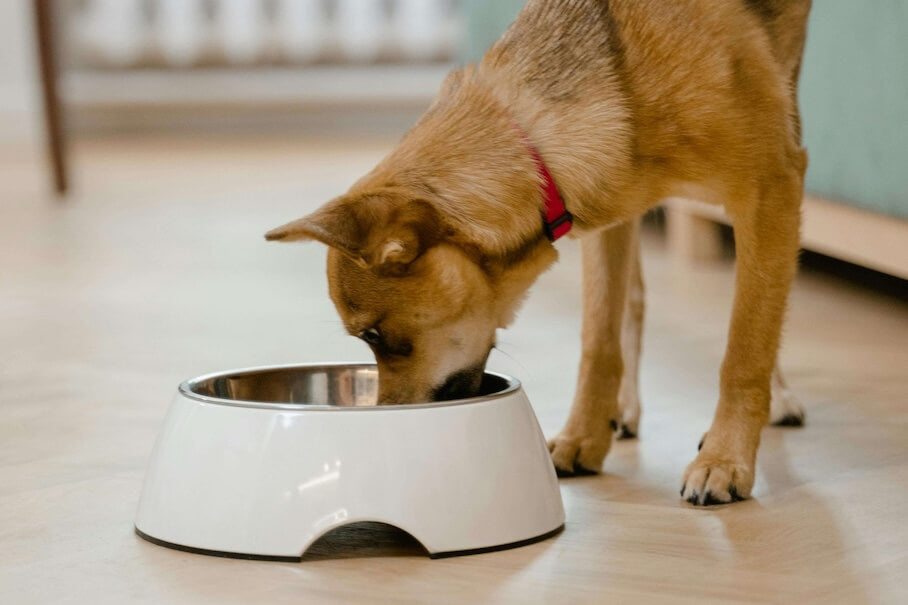 WAS IST BARFEN UND IST ES DIE RICHTIGE WAHL?