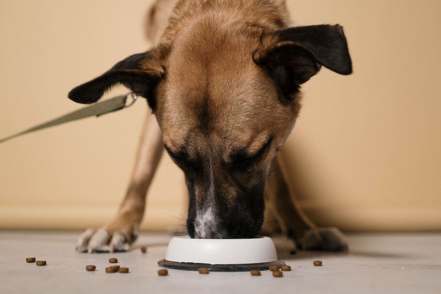 WIE VIELE MAHLZEITEN BEKOMMT MEIN HUND - wie oft muss ich ihn füttern?