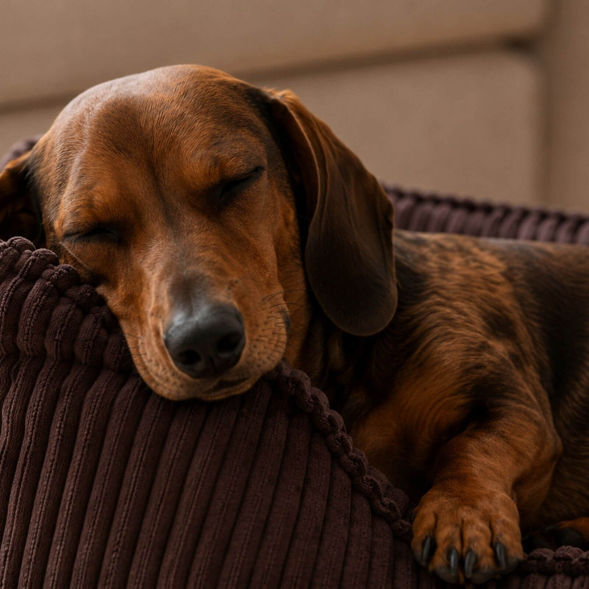 Lit pour chien ANTON Cord Marron
