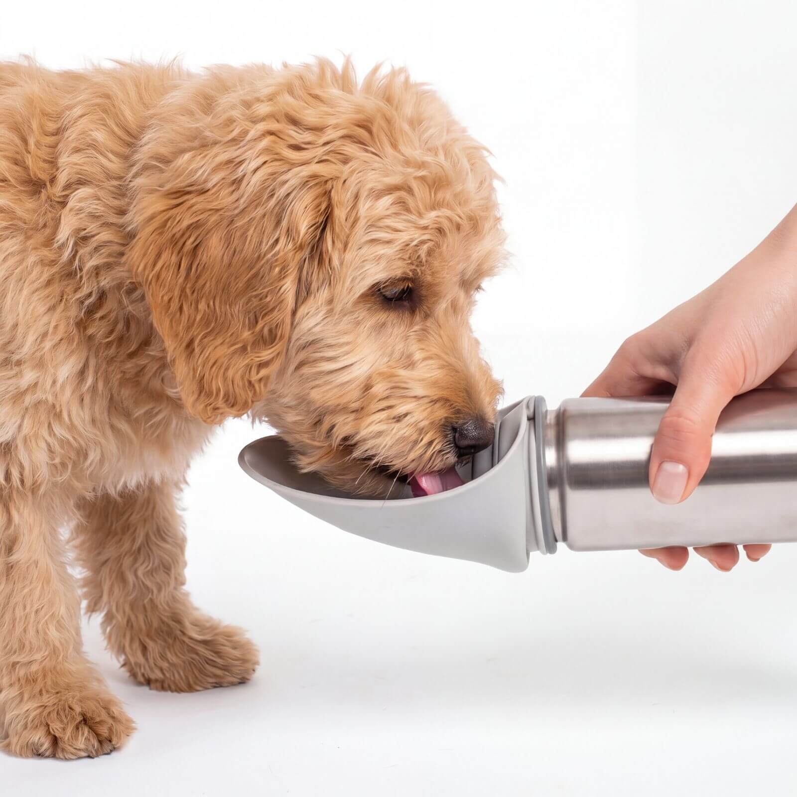 Drinking bottle for dogs PAULA 500ml