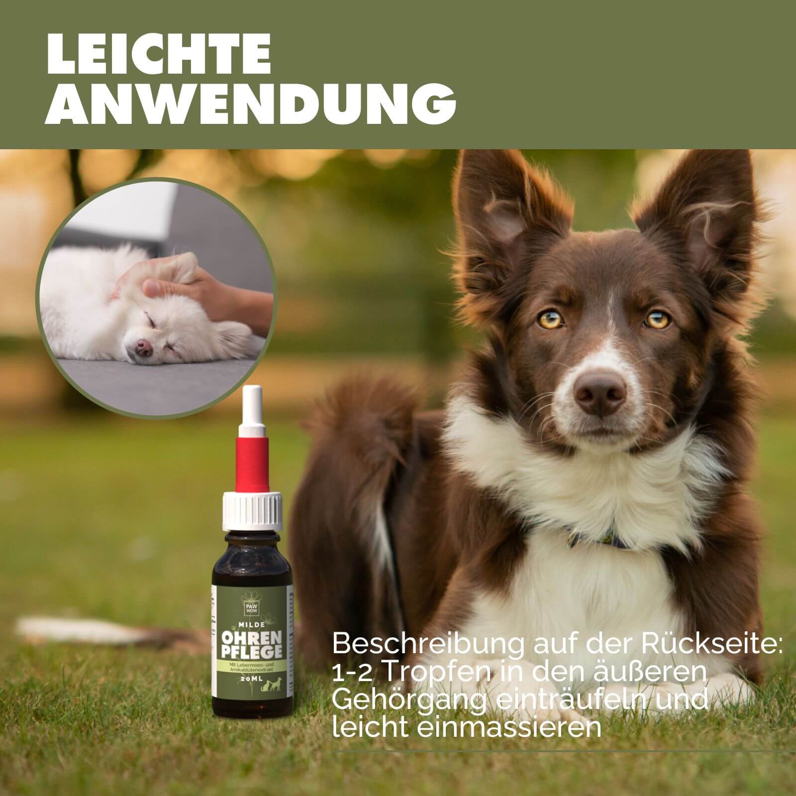 Ohrenpflege mit Lebermoos- und Arnikablütenextrakt - paw-wow