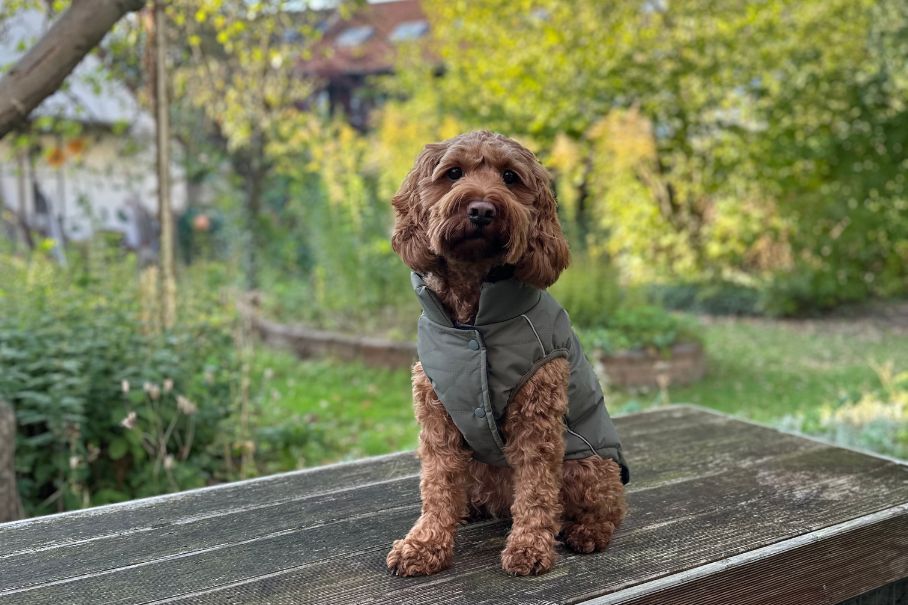 HUNDEJACKE: Welche Größe passt meinem Hund?