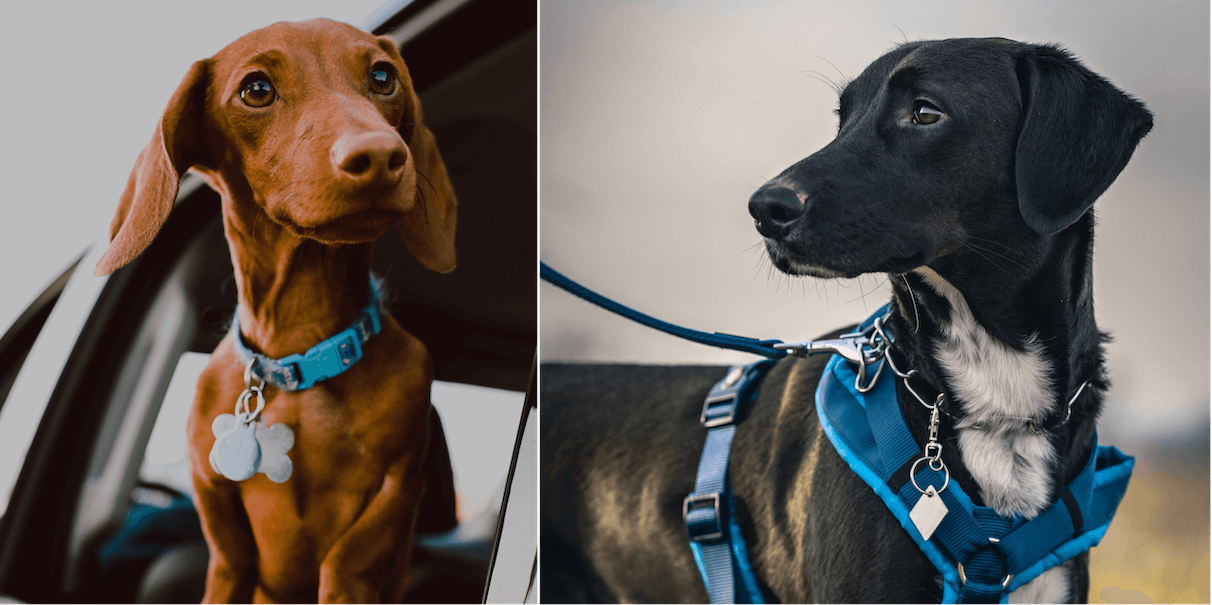 Hundehalsband oder Hundegeschirr