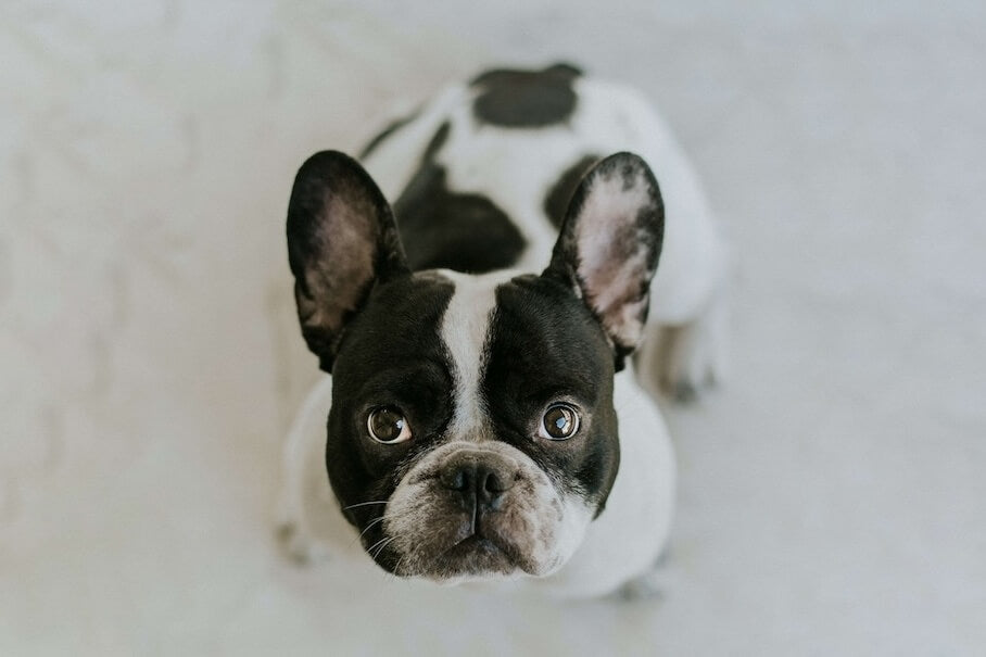 FRANZÖSISCHE BULLDOGGE - Ein charmantes Kraftpaket