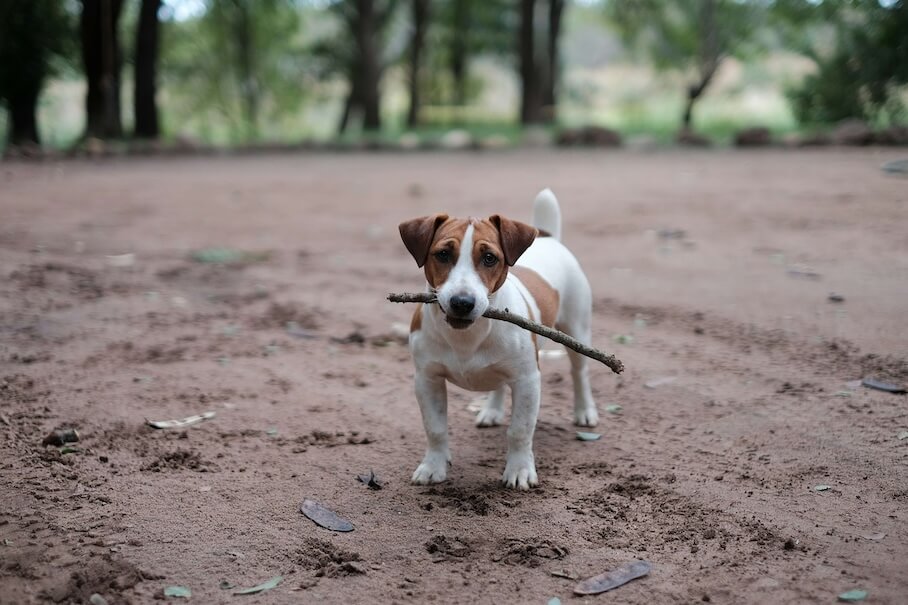 JACK RUSSELL TERRIER - Ein energiegeladener Wirbelwind mit einem großen Herzen