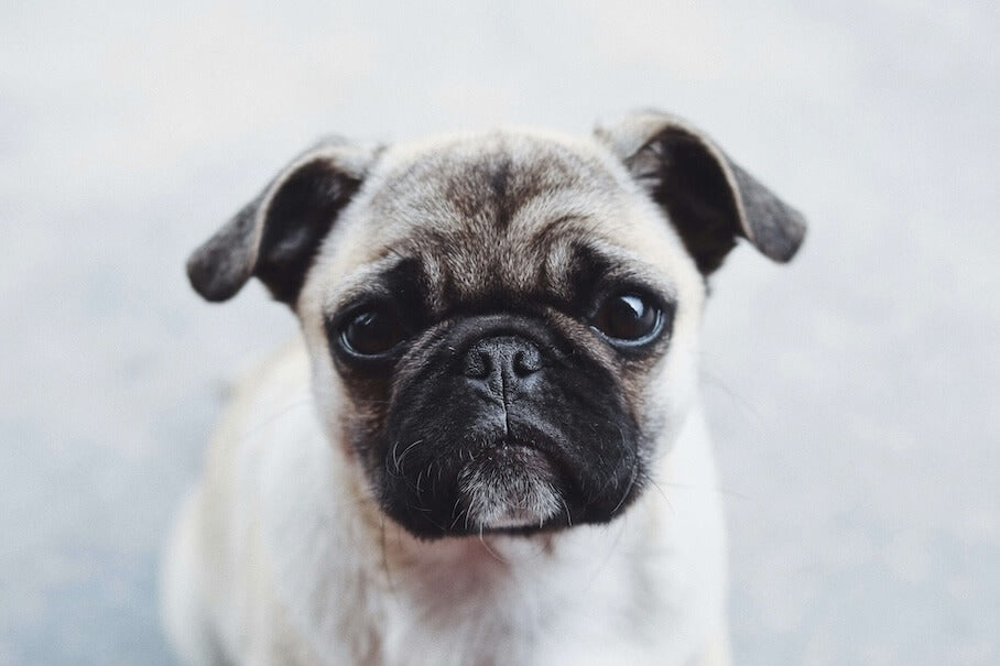 MOPS - Ein Liebenswerter Begleiter mit Charme und Charakter