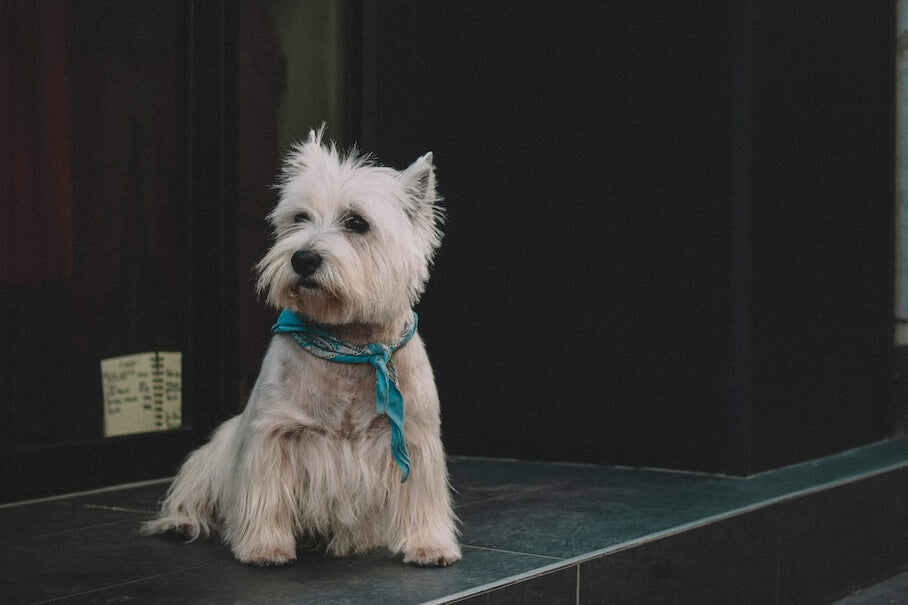 WEST HIGHLAND TERRIER - Ein Quirliger Begleiter mit Charme