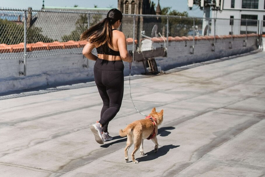mit meinem hund joggen