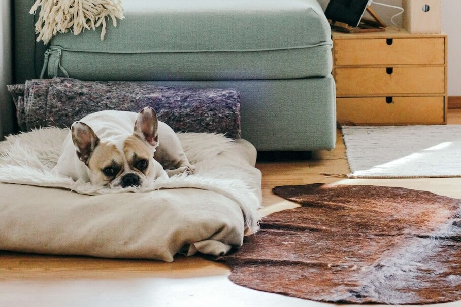 Wie viel Schlaf braucht ein Hund?