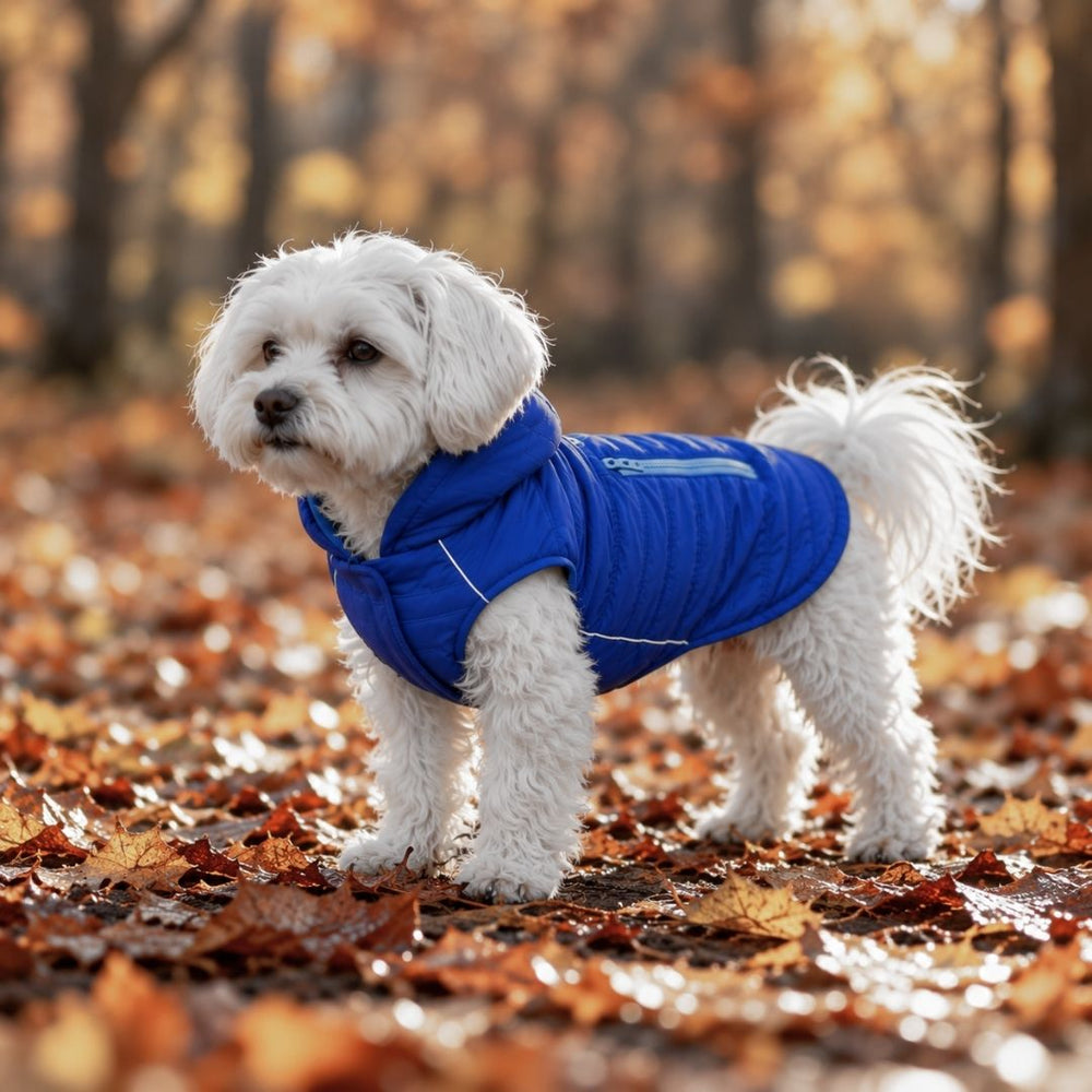 Kleiner weißer Hund im blauen Wintermantel IMMI im Herbstlaub