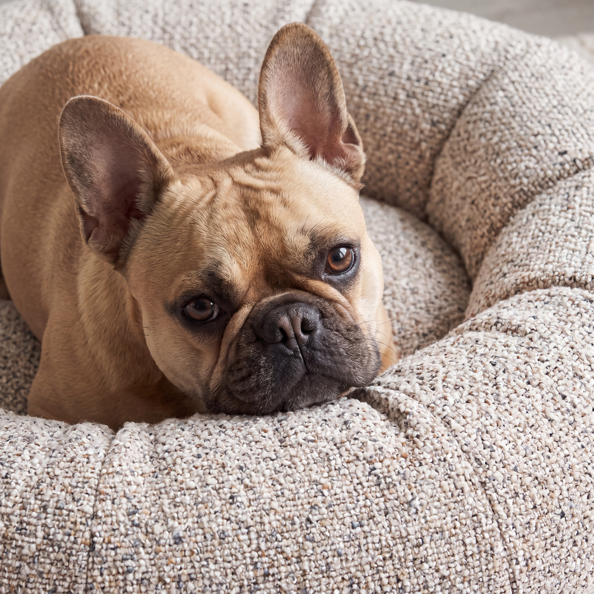 Hundebett LENI Bouclé Beige - paw-wow