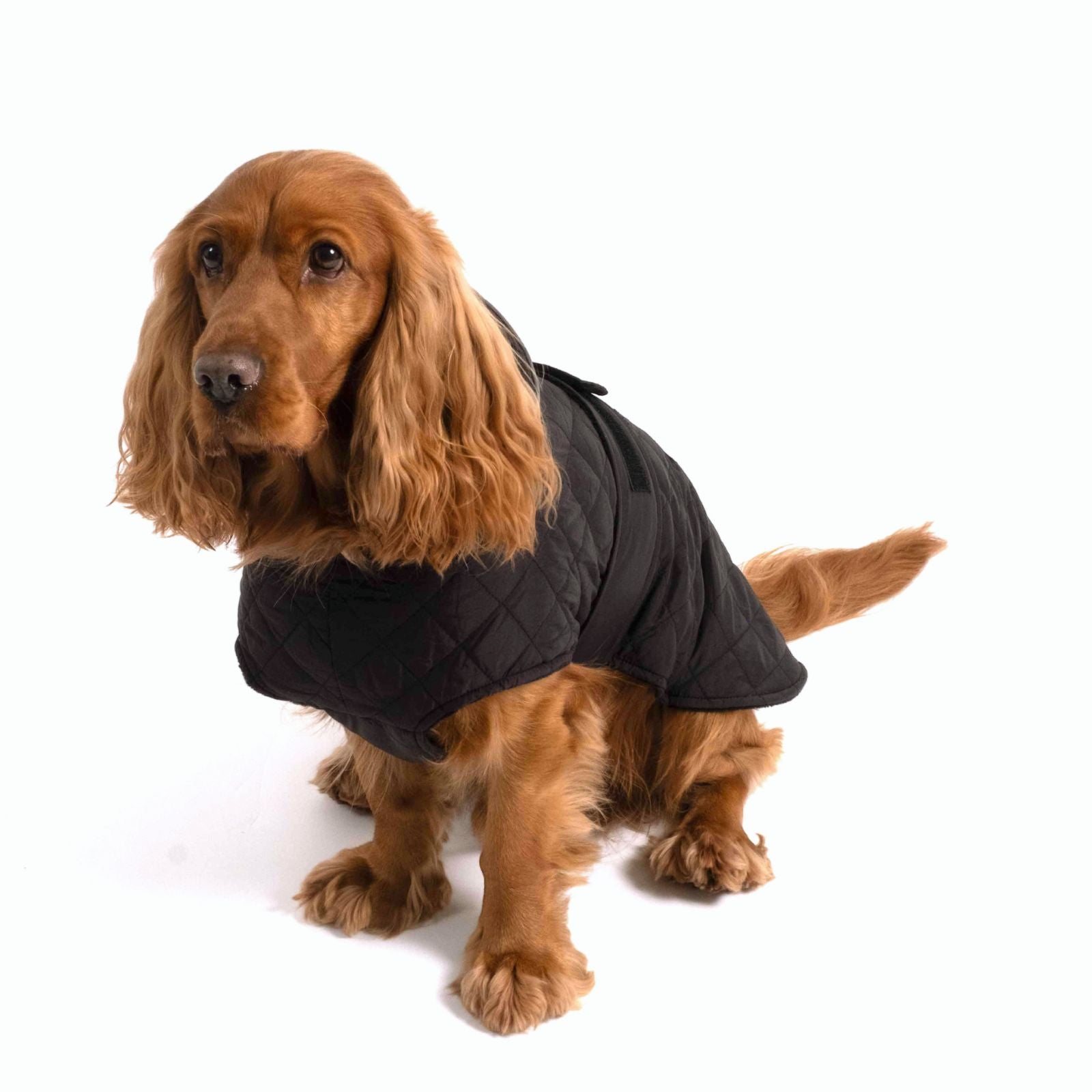 Hundejacke FRITZ Schwarz - paw-wow