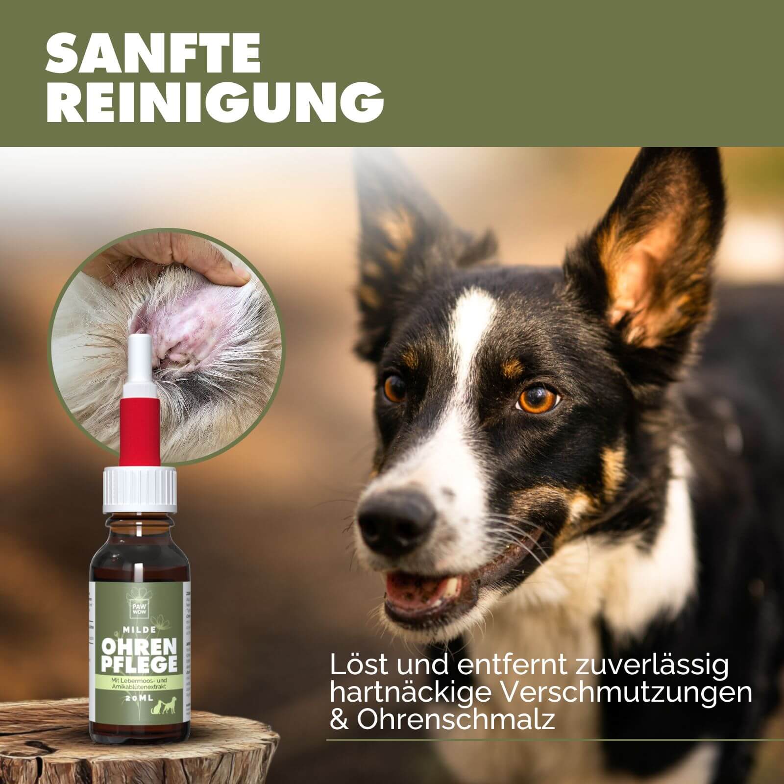 Ohrenpflege mit Lebermoos- und Arnikablütenextrakt - paw-wow