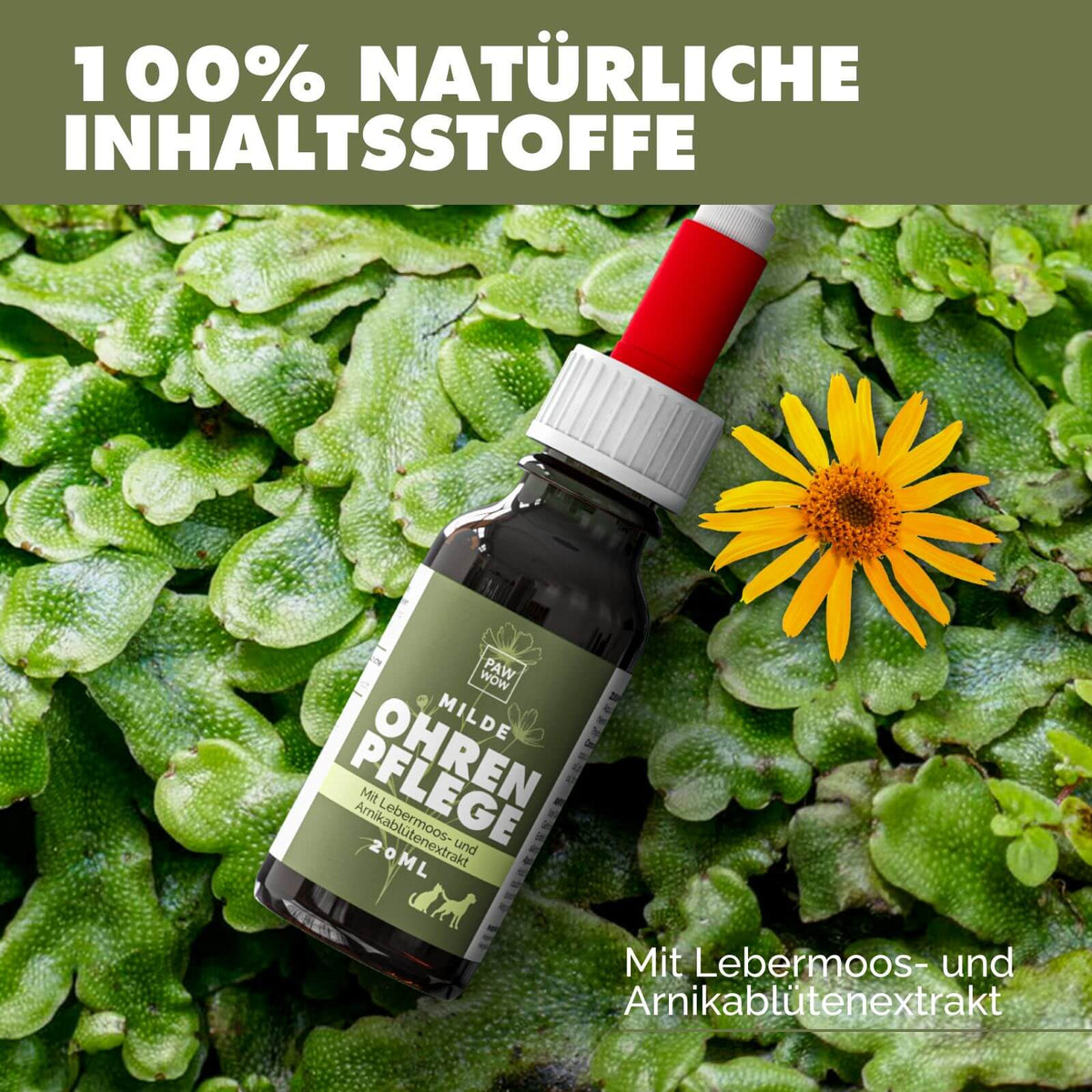 Ohrenpflege mit Lebermoos- und Arnikablütenextrakt - paw-wow