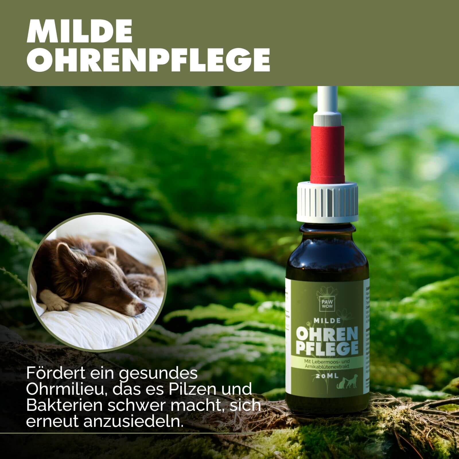 Ohrenpflege mit Lebermoos- und Arnikablütenextrakt - paw-wow
